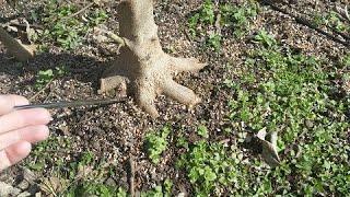 Trident Maple Pre Bonsai: how to create great Nebari from scratch