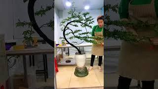 Thán phục kỹ thuật tạo dáng bonsai #bonsaitips #bonsaitutorial (P.125)