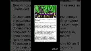 дедовские огородные советы.