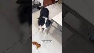 哎，又继续成单身狗了边牧 萌宠出道计划 不养狗不知道养狗的乐趣 边牧果冻 铲屎官的乐趣
