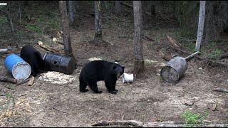 450 Pound Alberta Black Bear - Boone and Crockett