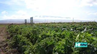 Local farm works to create efficient food sustainability for Hawaii | HI Now