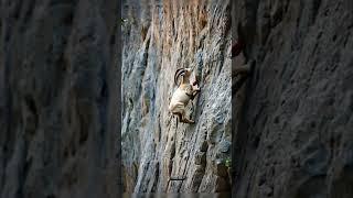 This Goat Is Climbing a Steep Cliff! #wildlife #mountains #goat #animals #nature #kinggoat