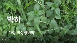 가정 비상상비약 박하 (Bakha in Seoul) -서울 5.18