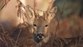 Deer in the New Forest