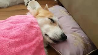 Corgi nap time - samcorgi