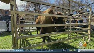 Ralphie V Retires From CU