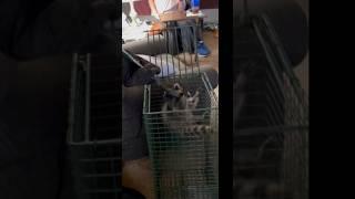 Wildlife removal Pittsburgh #wildliferemoval #raccoon #animal #wildlifecontrol