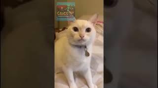 Funny cats & dogs #FunnyAnimals #AnimalComedy #PetHumor #CuteAnimals #LaughingAnimals #shorts #cat