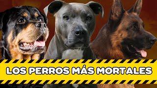 LAS 10 RAZAS DE PERROS MÁS PELIGROSAS (NÚMERO DE MUERTES)