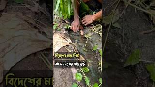 বিদেশের মাছ গুলো এত শান্ত শিষ্ট কিন্তু বাংলাদেশের মাছ  । #shorts #trending #fishing #fishingvideo