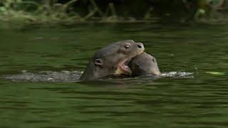 Otter Family Defeats Caiman in an Incredible Fight | BBC Earth