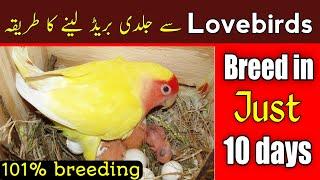 lovebirds breeding tips | how to breed lovebirds | Lovebirds ko jaldi ando par Kasey laen