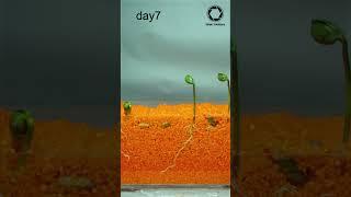 Growing Beans In The Sand Time-lapse  #growingup #beans #timelapse #growth #seedplanting #shorts