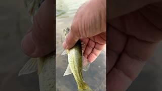 TINY BASS BATTLE! Catch 'Em All with the ZMan TRD! 