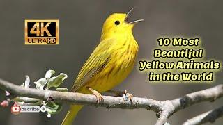 The 10 Most Beautiful Yellow Animals in the World 4K