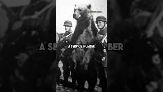 Wojtek - The Polish Military Soldier Bear #shorts
