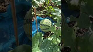西瓜 watermelon mini 小西瓜 #流量 #travel #watermelon #西瓜 #西瓜说剧 #西瓜視頻  #种植 #种植小技巧 #种植小技巧
