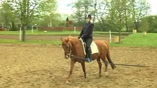 REITEN und ZUCHT-Video Reitlehre: die ganze Parade