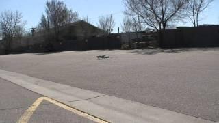 NITRO 4 TEC RC GAS POWERED 3.3 VS. YORKIE TERRIER DOG CAN HE CATCH IT? FUNNY part 2