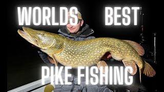 catching 36 monster pike! (20kg+with average of 14,5kg)