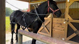 DRAFT HORSES // Making some improvements to horse barn