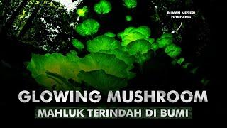 Bagaimana Jamur-jamur Ini Dapat Bersinar di Kegelapan? | Bioluminecent Fungi