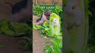 Animals Get Lucky Compilation #hypersanityanimals #entertainingpets #funnypets