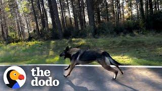 Abandoned Dog Chases His Former Owner's Car | The Dodo