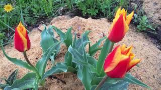 Цветение тюльпана Грэйга "Compostella" (Greigii tulips "Compostella")