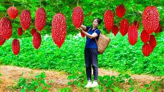 Harvest red bitter melon & Goes To Market Sell | Harvesting And Cooking | Lý Song Ca