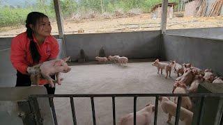 The price of breeding pigs has increased so much. I only caught 20 pigs for 2,000 USD