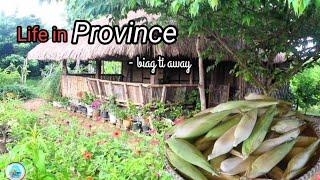 Harvesting corn from our farm before typhoon | Life in the province