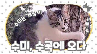 출퇴근하는 개냥이  Vlog Ep.01 | #처음 #고양이 #집사 #일상 #힐링 #vlog #cat #first