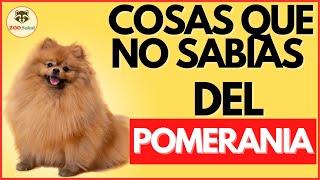 COSAS que no SABIAS de la Raza POMERANIA