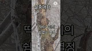설중매화