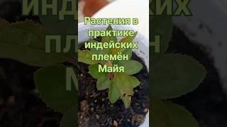 Магия индейских племён Майя  #магия  #растения  #рецепт