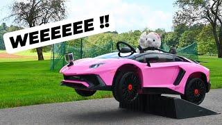 LLAMA DRIVES A LAMBORGHINI !?! *so cute*