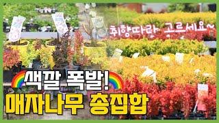 이렇게 예쁜색이 다 있어? 정원에 색감이 폭발하는 컬러풀한 매자나무 12종과 부용 3종 전국 노지월동 가능 #가드닝 #정원꾸미기 #조경수