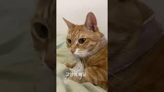 고양이 웨딩