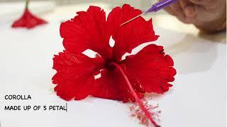 DISSECTION OF HIBISCUS ROSA-SINENSIS : ISC 12