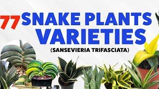 77 SNAKE PLANTS Varieties | Sansevieria Trifasciata