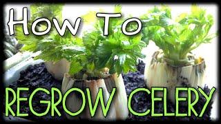 How to Regrow Celery - From Scraps