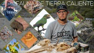 Fauna de Tierra Caliente | Biólogo Christian O. Aguirre | Edmundo Badi