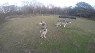 Howling Woods Farm- Visiting with Wolves