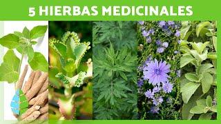 5 PLANTAS MEDICINALES y Para Qué Sirven  (Beneficios y Propiedades Medicinales)