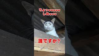 クセがつよい模様のネコ5選