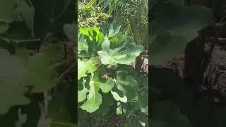 Generi Fig Tree and Coconut Tree Update on EatYourBackYard, Doing VERY Well!