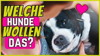 DESHALB sind manche Hunde weniger anhänglich als andere!