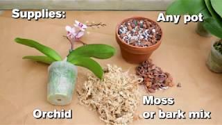 How to Repot an Orchid